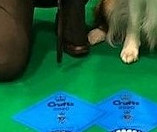 Ellie with Bertie's two 2nds at Crufts 2020