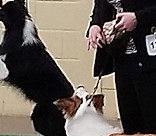 Scottish BC Club Ch Show, qualifying for Crufts 2019