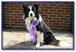 6th (out of 130 dogs!) Axtane Grade 1 Agility