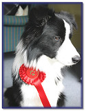 Looking Smug - 1st with Grade A at Dog Training Club