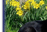 Bliss & Fizz among the daffodils