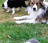 Dandy guarding his puppies, with Teazle playing Nanny