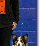 Beginner Obedience National Championship