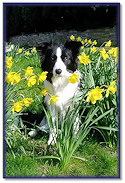 Fizz among the Daffodils