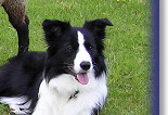 Fizz with friends, Copper and Sam-The-Lamb