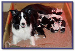 Fizz’s Naughty Nine at 7 Days Old