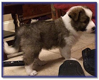 Standing at 7 Wks old
