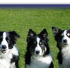 Echo, Bonny, Fizz, Bliss, Bee, Jazz, Bracken & Willow. Left to Right: Youngest to Oldest - 14 Weeks to 14 Years