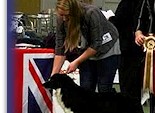 Judging at Border Collie Club of GB in 2013