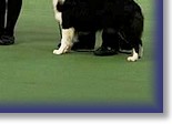 Judging at Border Collie Club of GB in 2013