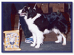 SBCC Working Dog of The Year 2004