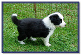Bess, Pick of Litter at 4 Weeks