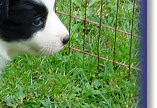 Bess, pick of litter at 4 weeks