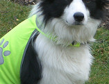 Proud Bess in her PAT Dog Jacket