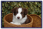 Puppy In A Basket!