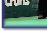 Rex VHC at Crufts 2015