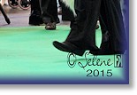 Rex VHC at Crufts 2015